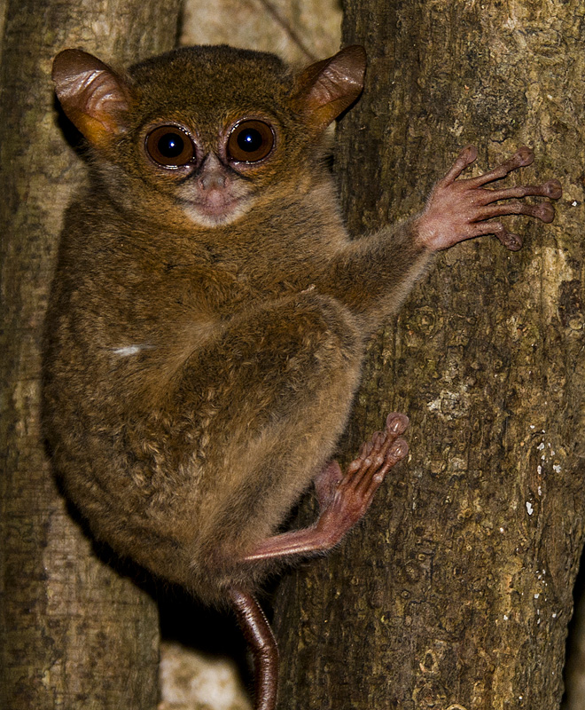 The Tarsier is a nocturnal animal whose eyes are literally larger than ...